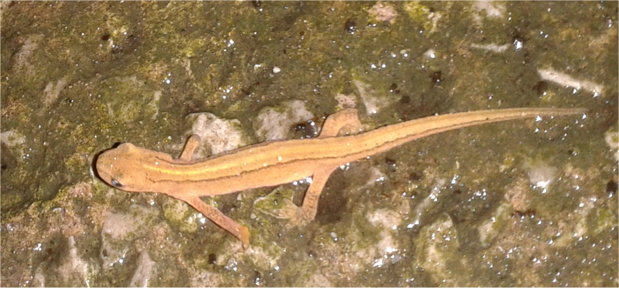 Baby newt (eft) on yard 2