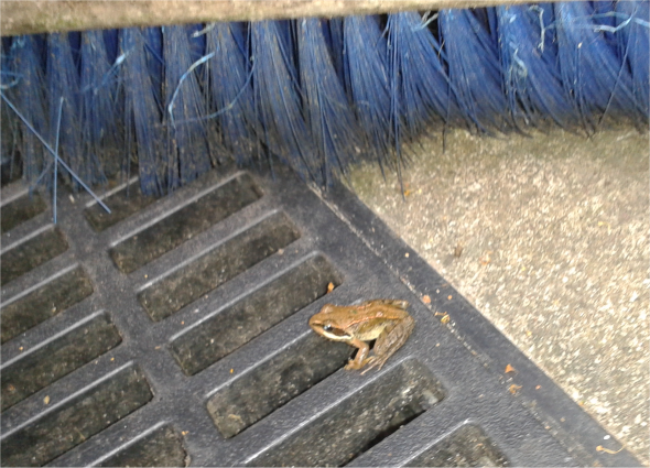Small frog sitting on yard drain cover 1