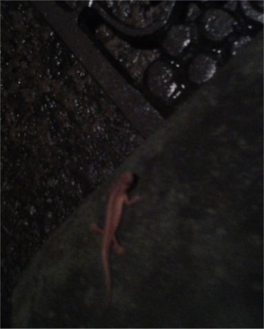 Small newt (eft) sitting on step