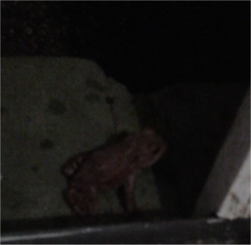 Very small toad sitting on step 2