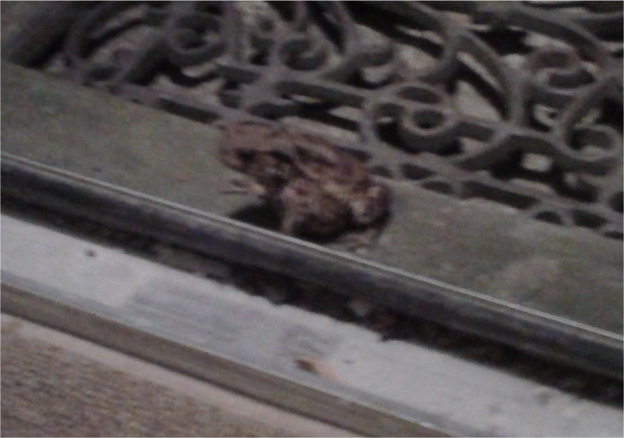 Very small toad sitting on step 3